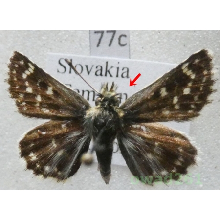Spialia orbifer (Hübner, 1823) Slovakia77c